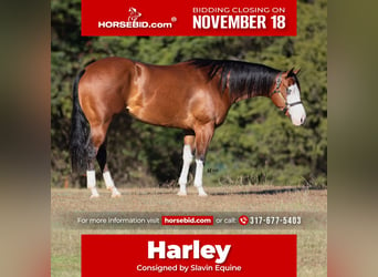 American Quarter Horse, Merrie, 3 Jaar, 147 cm, Roodbruin