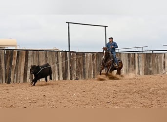 American Quarter Horse, Merrie, 3 Jaar, 147 cm, Roodvos