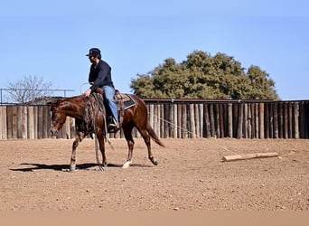 American Quarter Horse, Merrie, 3 Jaar, 147 cm, Roodvos