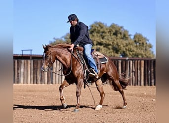 American Quarter Horse, Merrie, 3 Jaar, 147 cm, Roodvos