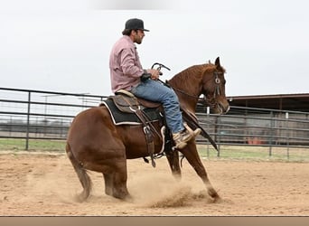 American Quarter Horse, Merrie, 3 Jaar, 147 cm, Roodvos