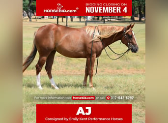 American Quarter Horse, Merrie, 3 Jaar, 147 cm, Roodvos