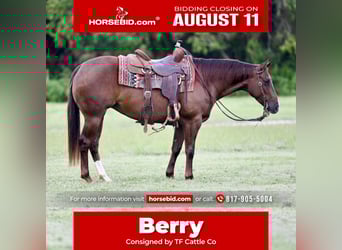 American Quarter Horse, Merrie, 3 Jaar, 147 cm, Roodvos
