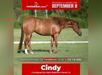 American Quarter Horse, Merrie, 3 Jaar, 147 cm, Roodvos
