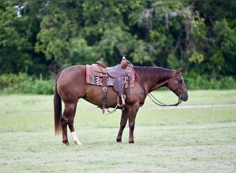 American Quarter Horse, Merrie, 3 Jaar, 147 cm, Roodvos