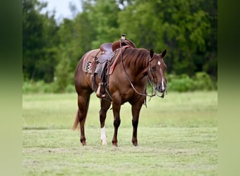 American Quarter Horse, Merrie, 3 Jaar, 147 cm, Roodvos