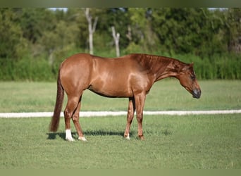 American Quarter Horse, Merrie, 3 Jaar, 147 cm, Roodvos