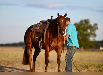 American Quarter Horse, Merrie, 3 Jaar, 147 cm, Roodvos