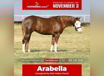 American Quarter Horse, Merrie, 3 Jaar, 147 cm, Roodvos