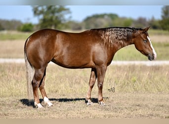 American Quarter Horse, Merrie, 3 Jaar, 147 cm, Roodvos