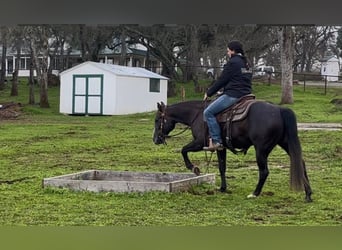 American Quarter Horse, Merrie, 3 Jaar, 147 cm, Schimmel