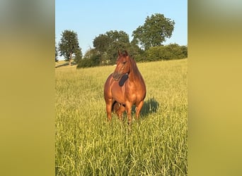 American Quarter Horse, Merrie, 3 Jaar, 147 cm, Vos