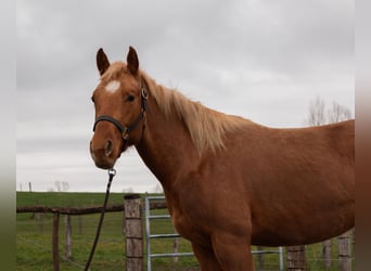 American Quarter Horse, Merrie, 3 Jaar, 147 cm, Vos