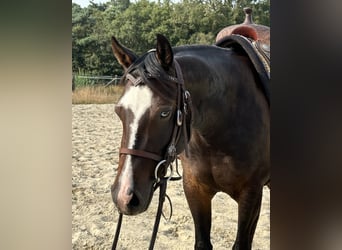 American Quarter Horse, Merrie, 3 Jaar, 148 cm, Donkerbruin