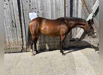 American Quarter Horse, Merrie, 3 Jaar, 148 cm