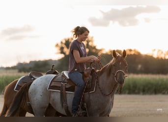 American Quarter Horse, Merrie, 3 Jaar, 148 cm, Roan-Red