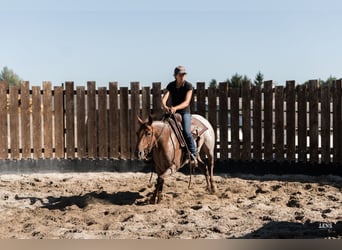 American Quarter Horse, Merrie, 3 Jaar, 148 cm, Roan-Red