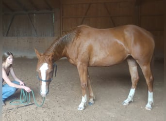 American Quarter Horse, Merrie, 3 Jaar, 148 cm, Vos