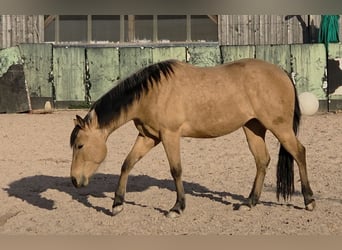 American Quarter Horse, Merrie, 3 Jaar, 149 cm, Buckskin