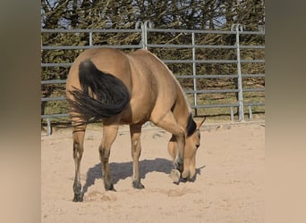 American Quarter Horse, Merrie, 3 Jaar, 149 cm, Buckskin