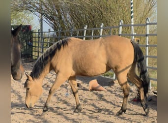 American Quarter Horse, Merrie, 3 Jaar, 149 cm, Buckskin