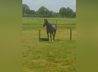 American Quarter Horse, Merrie, 3 Jaar, 149 cm, Roan-Bay