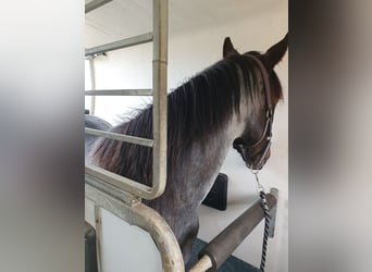 American Quarter Horse, Merrie, 3 Jaar, 149 cm, Roan-Bay