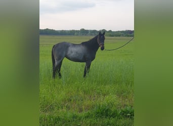 American Quarter Horse, Merrie, 3 Jaar, 149 cm, Roan-Bay