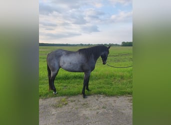 American Quarter Horse, Merrie, 3 Jaar, 149 cm, Roan-Bay