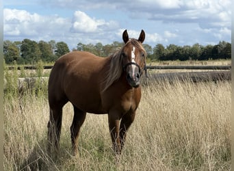 American Quarter Horse, Merrie, 3 Jaar, 149 cm, Vos