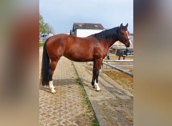 American Quarter Horse, Merrie, 3 Jaar, 150 cm, Brauner