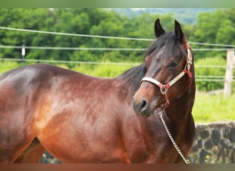 American Quarter Horse, Merrie, 3 Jaar, 150 cm, Bruin