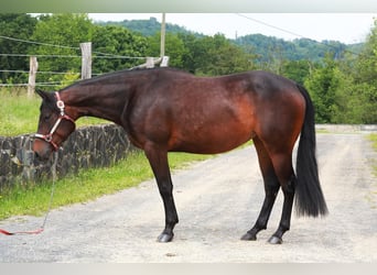 American Quarter Horse, Merrie, 3 Jaar, 150 cm, Bruin