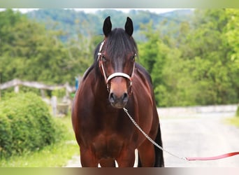American Quarter Horse, Merrie, 3 Jaar, 150 cm, Bruin