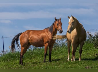 American Quarter Horse, Merrie, 3 Jaar, 150 cm, Bruin