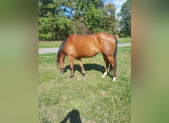 American Quarter Horse, Merrie, 3 Jaar, 150 cm, Bruin