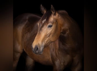 American Quarter Horse, Merrie, 3 Jaar, 150 cm, Buckskin