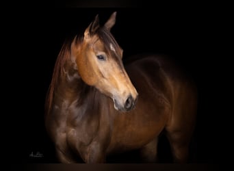 American Quarter Horse, Merrie, 3 Jaar, 150 cm, Buckskin