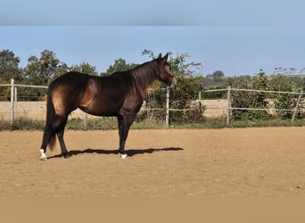 American Quarter Horse, Merrie, 3 Jaar, 150 cm, Buckskin