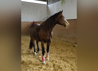 American Quarter Horse, Merrie, 3 Jaar, 150 cm, Buckskin