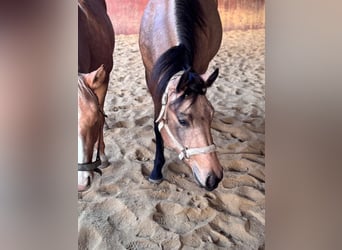 American Quarter Horse, Merrie, 3 Jaar, 150 cm, Buckskin