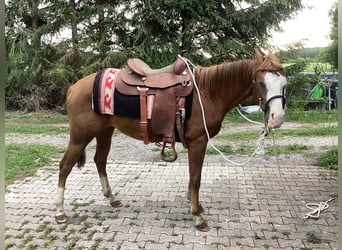 American Quarter Horse, Merrie, 3 Jaar, 150 cm, Donkere-vos