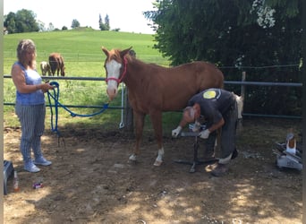 American Quarter Horse, Merrie, 3 Jaar, 150 cm, Donkere-vos