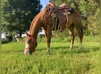 American Quarter Horse, Merrie, 3 Jaar, 150 cm, Donkere-vos