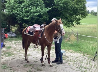 American Quarter Horse, Merrie, 3 Jaar, 150 cm, Donkere-vos