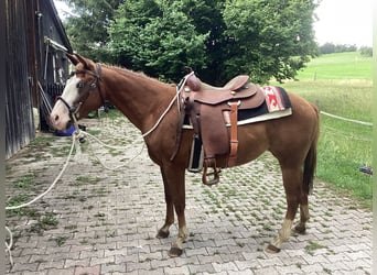 American Quarter Horse, Merrie, 3 Jaar, 150 cm, Donkere-vos