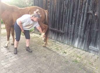 American Quarter Horse, Merrie, 3 Jaar, 150 cm, Donkere-vos