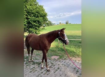 American Quarter Horse, Merrie, 3 Jaar, 150 cm, Donkere-vos