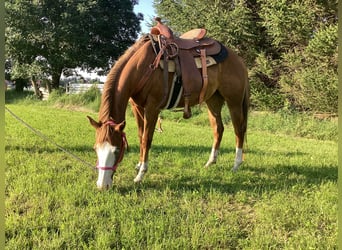 American Quarter Horse, Merrie, 3 Jaar, 150 cm, Donkere-vos
