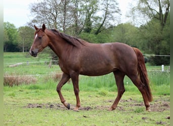 American Quarter Horse, Merrie, 3 Jaar, 150 cm, Donkere-vos